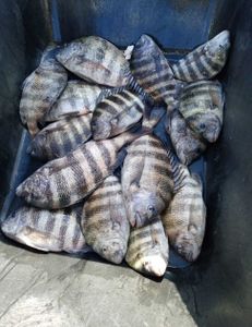 Sheepshead and Black Drum fish caught while fishing in St. Augustine