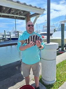 A single sheepshead fish caught in St. Augustine