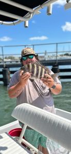 Sheepshead fish caught on fishing trip in Florida