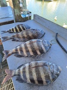 Four sheepshead fish caught in St. Augustine