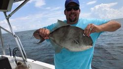 Triggerfish from Orange Beach, FL