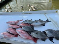 6 grey triggerfish caught in Gulf Shores