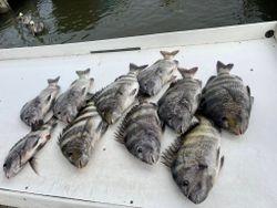 9 sheepshead fish caught in AL