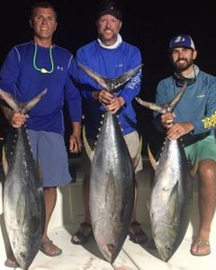 3 blackfin tuna caught while fishing in AL