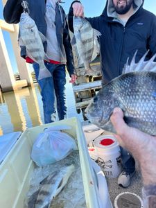 4 black drum fish, one person fishing in AL