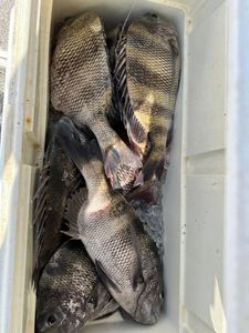 Sheepshead and Black Drum fish caught while fishing in AL