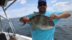 Photograph of a Grey Triggerfish caught while fishing in Gulf Shores