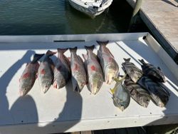 10 redfish, sheepshead, black drum caught in Gulf Shores
