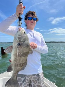 Black drum fish caught while fishing in Gulf Shores AL