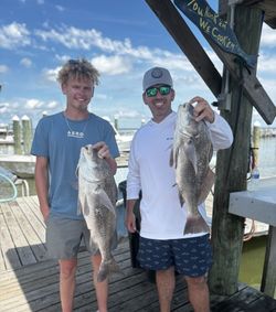 Two black drum fish caught during fishing trip in Gulf Shores AL