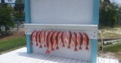 Six fish caught in Gulf Shores