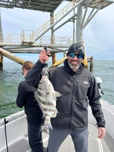Sheepshead fish caught while fishing in Gulf Shores AL