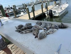 Fresh caught sheepshead fish displayed on boat deck at Gulf Shores AL marina