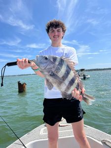 Freshly caught sheepshead fish being held on fishing boat in Gulf Shores AL waters