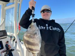 Sheepshead fish caught while fishing in Gulf Shores AL