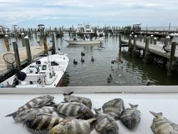 Fresh caught sheepshead fish on boat deck at Gulf Shores AL marina with fishing boats and pelicans in background