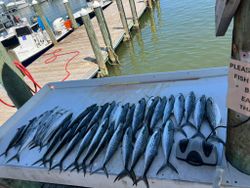 Spanish Mackerel catch displayed on cleaning table at Gulf Shores AL marina dock