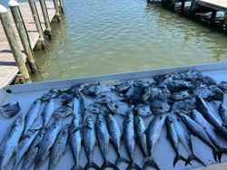 Fresh caught Spanish Mackerel displayed on boat deck at Gulf Shores AL fishing charter