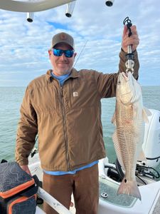 Redfish caught in Gulf Shores