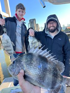 Sheepshead and Black Drum fish caught in AL