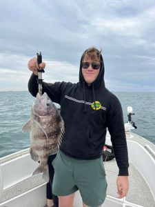 Sheepshead fish caught in Gulf Shores