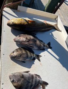 4 sheepshead caught while fishing in Alabama