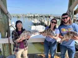 Three black drum and sheepshead fish caught in Alabama