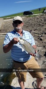 Striped bass caught in Kirksville while fishing