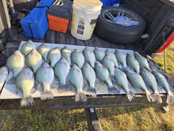 Fresh caught crappie displayed on cleaning table after successful fishing trip in North East PA