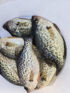 Fresh caught crappie fish displayed in white container from North East PA fishing trip
