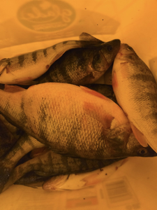 Fresh caught American Yellow Perch from North East Pennsylvania fishing trip