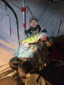 American Yellow Perch caught ice fishing in North East PA inside fishing shelter