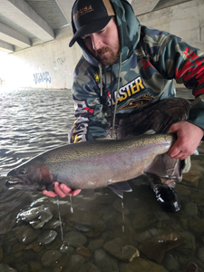 Rainbow trout being held in shallow water under concrete bridge in North East PA