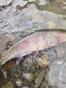 Rainbow trout caught in shallow water with rocks in North East PA