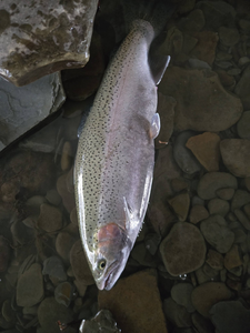 Rainbow trout caught in North East Pennsylvania lying on rocky riverbed