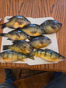 Fresh caught bluegill, pumpkinseed, redear sunfish, and American yellow perch displayed on paper in North East PA