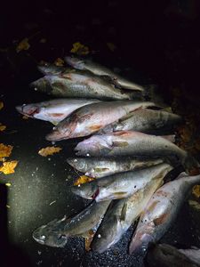 Multiple walleye and sauger fish laid out after successful fishing trip in North East Pennsylvania