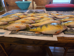 Fresh caught American Yellow Perch laid out on newspaper in North East PA