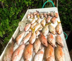 12 grey snapper fish caught while fishing in FL