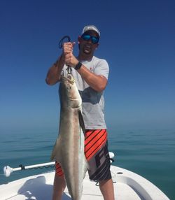 A fisherman catches a Cobia fish in Tavernier
