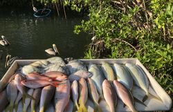 4 fish caught while fishing in Tavernier