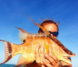 Hogfish caught while fishing in Tavernier