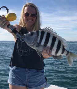 Sheepshead fish caught while fishing in Tavernier