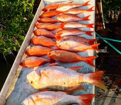 Fishing adventure in Tavernier with 5 fish caught