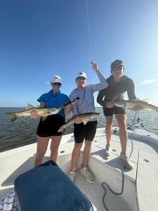 Three snook fish caught by three people fishing in Tavernier