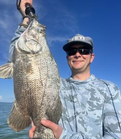 Tripletail fish caught by angler in FL