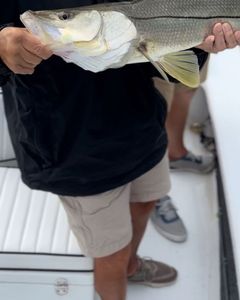 Snook heaven in the Everglades