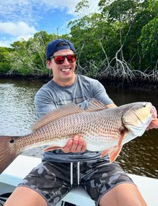 Redfish runs in the mangroves!