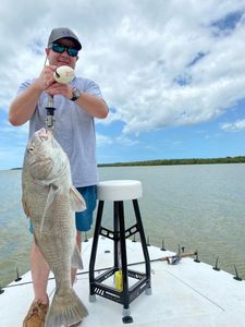 Black Drum fish caught fishing in FL