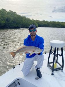 Redfish caught in Naples, Florida